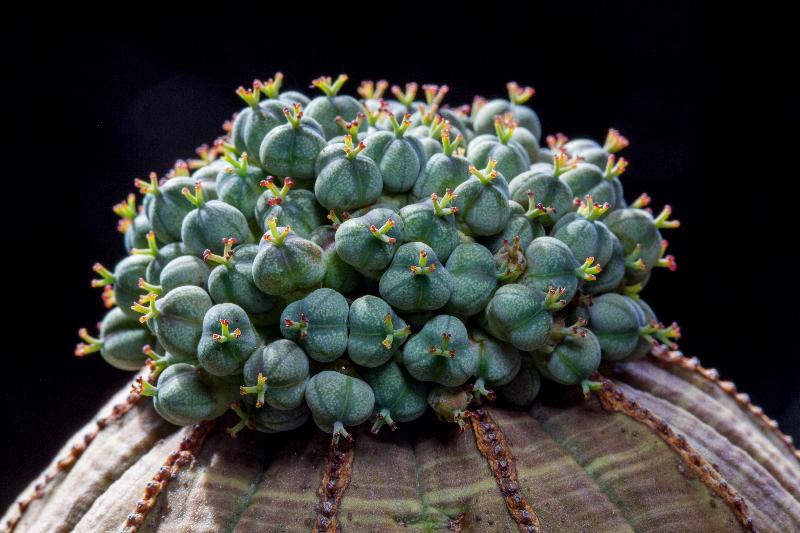 Euphorbia_obesa.jpg